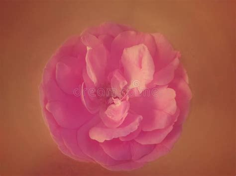 Vintage Background and Wallpaper of Pink Rose Stock Photo - Image of rose, white: 263066300