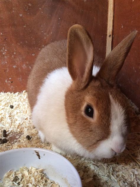 Dutch For Sale Rabbits Breed Information Omlet