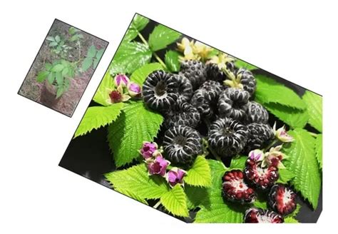 Muda De Framboesa Silvestre Negra Rubus Niveus 30cm Parcelamento