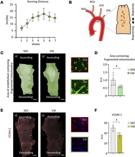 JCI Insight Flow Patterndependent Mitochondrial Dynamics Regulates