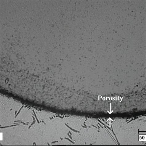 Optical Micrographs Showing Prostity At The Wire Matrix Interface In