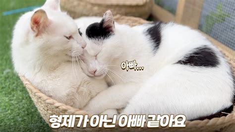 길냥이 둘의 사이가 애틋했던 이유 길냥이의 보은 쫀니와 쪼꼬미들 🏝️베베집사 제주살이 Youtube