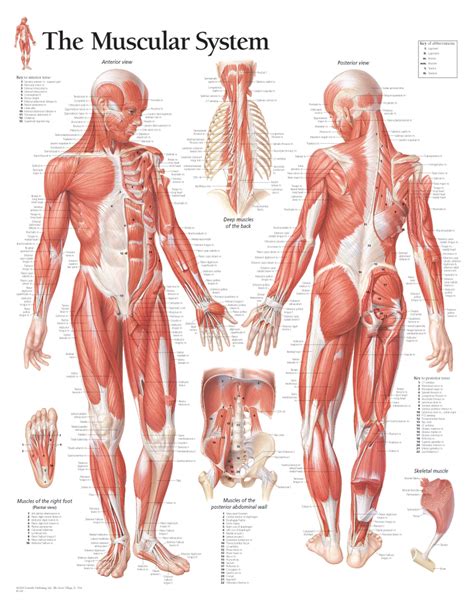 Male Muscle Diagram Chart