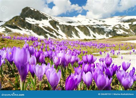 Spring Flowers In Mountains Stock Photos - Image: 26648733