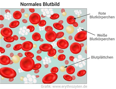 Alles Ber Blut Blutbild Org