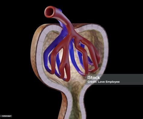 The Blood Travels From The Afferent Arterioles To The Glomerulus 3d