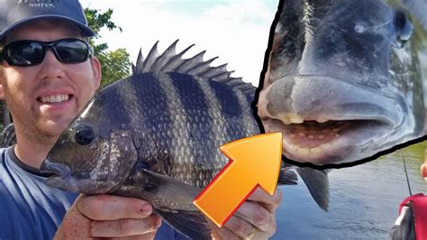 The Sheepshead Fish Teeth