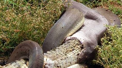 Snake Eats Crocodile After Four-Hour Battle | Scoop News | Sky News