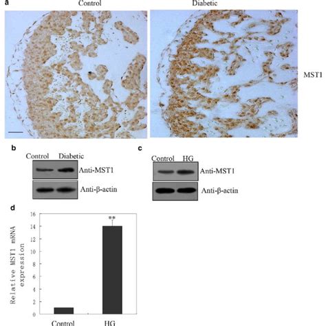 Mediation Of Yes Associated Protein Yap Phosphorylation By