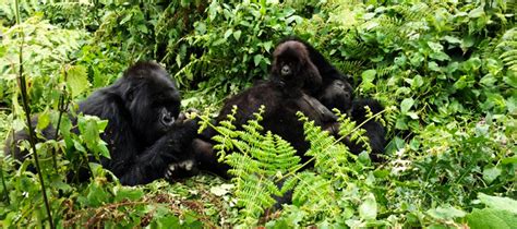 3 Days Gorilla Habituation Experience Safari In Uganda Bwindi