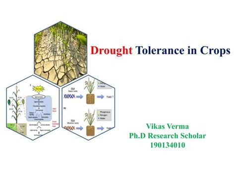 Drought Tolerance In Crops Ppt