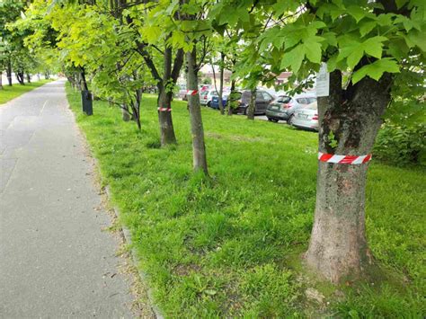 Tramwaj Do Mistrzejowic Protest Przeciwko Wycince Drzew Zdj Cia