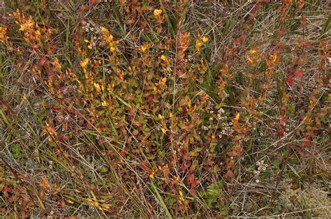 Hypericum pulchrum (Hypericaceae) image 116313 at PhytoImages.siu.edu