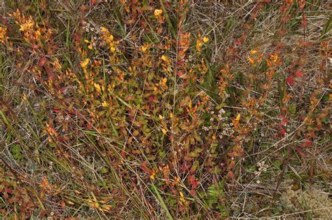 Hypericum Pulchrum Hypericaceae Image At Phytoimages Siu Edu