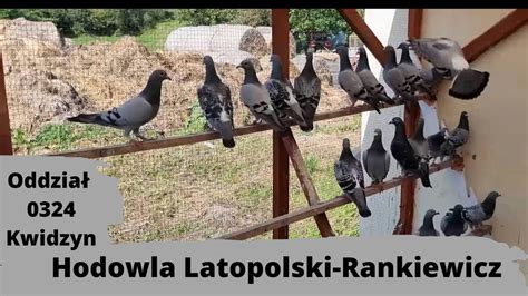 Hodowla Krzysztof Latopolski Maciej Rankiewicz Gołębie pocztowe