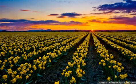 Field Of Daffodils Wallpaper