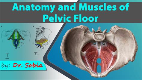 Anatomy And Muscles Of Pelvic Floor Dr Sobia Youtube