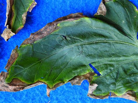 Bacterial Canker Of Tomato Vegetable Pathology Long Island