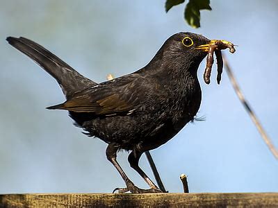 Royalty-Free photo: Black birds on nest in closeup photography | PickPik