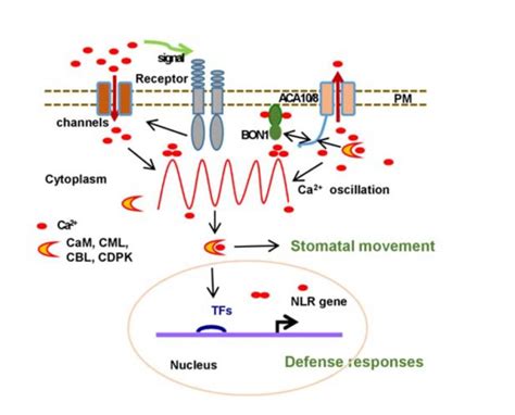 A Regulator Of Calcium Signatures Revealed Plantae