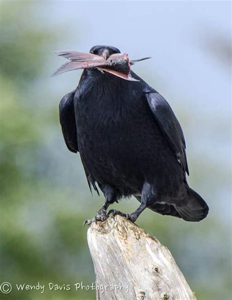 Corvid Crow Raven La Corneille Il Corvo 烏 El Cuervo