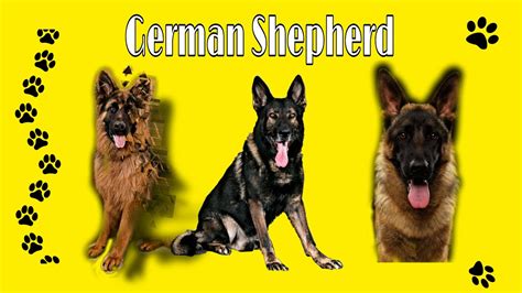 German Shepherd Alman Oban K Pe Hakkinda B Lg Ler Germanshepherd