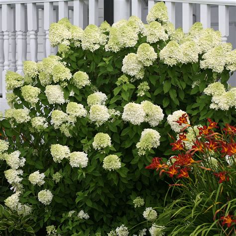 Limelight Panicle Hydrangea