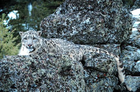 Snow Leopard: A Mysterious Death of Mongolian Environmentalist ...