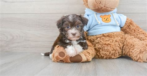 Playful Havanese Acorn 2lb 15oz Purebred Puppy