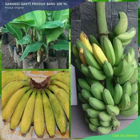 Jual Bibit Buah Pisang Raja Bulu Hasil Culture Jaringan Kualitas Unggul