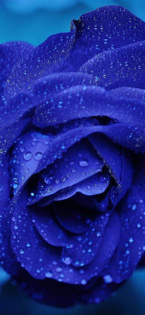 Blue Rose Wallpaper 4K