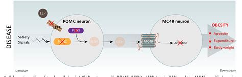 Figure 1 From Melanocortin 4 Receptor Pathway Dysfunction In Obesity Patient Stratification