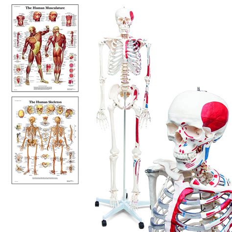 Szkielet Model Anatomiczny CzŁowieka 3b Scientific 13529348138 Allegropl