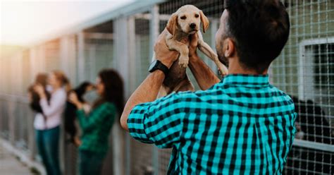 How To Rescue A Dog Or Cat From A Reputable Shelter Pawtracks