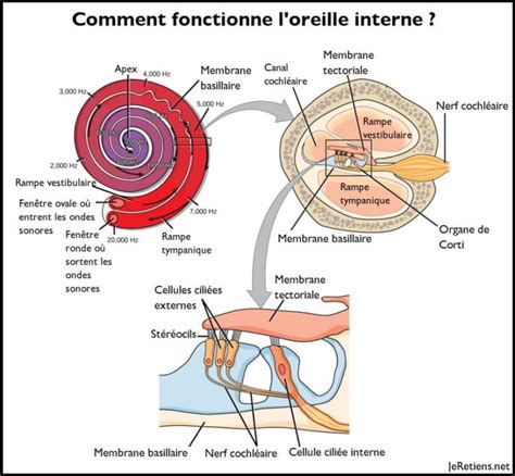 Le son comment fonctionnent louïe loreille et léquilibre