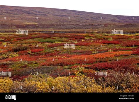 North America The Usa Alaska North Slope Arctic Tundra Stock Photo
