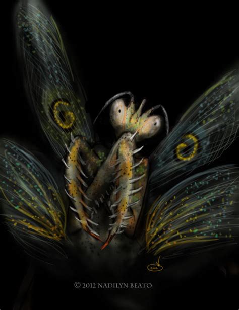 Spiny Flower Mantis By Nadilynbeato On Deviantart