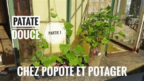 La Culture De La Patate Douce Partie La Germination Youtube