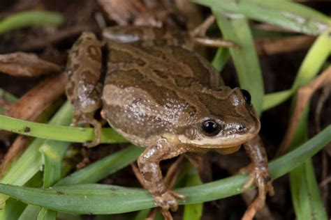 Boreal Chorus Frog 101: Physical Characteristics, Habitat, Behavior, and Conservation Status