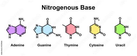 Chemical Illustration Of Nitrogenous Base Molecules Types Vector