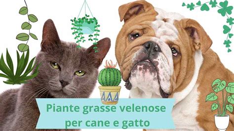 Piante Grasse Velenose Per Cani E Gatti Quali Evitare Con I Zampe In