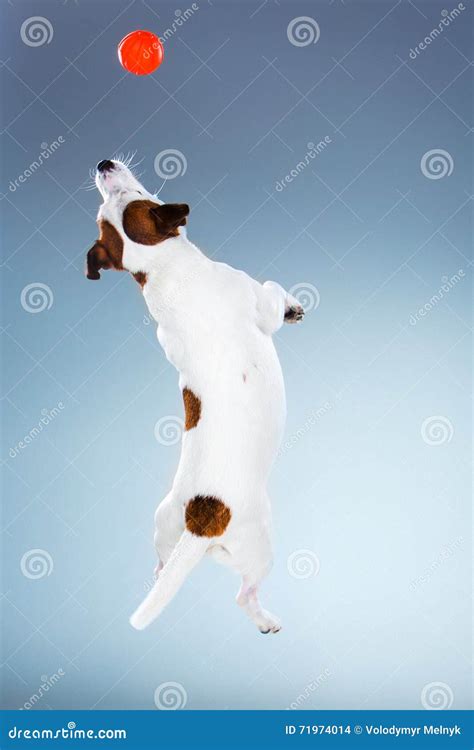 Small Jack Russell Terrier Jumping High Stock Photo Image Of Command