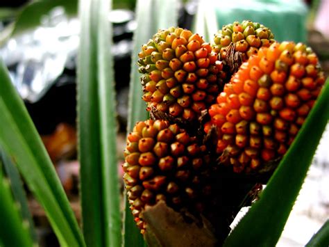 Pandanus Pandanaceae Image At Phytoimages Siu Edu