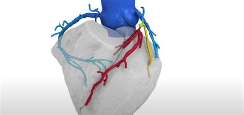 3d Heart Scans On The Nhs To Speed Up Disease Diagnosis Scientific