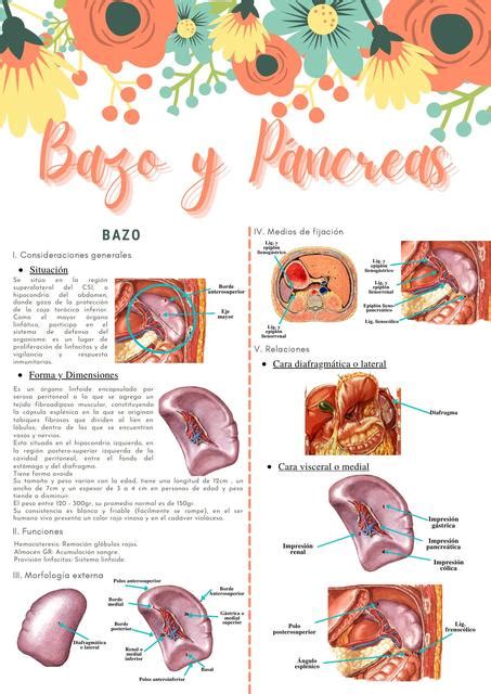 Bazo y páncreas Natalie Sosa uDocz