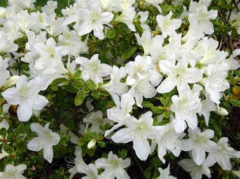 1 Pianta Di Azalea Japonica Palestrina Vaso 19cm Amazonit Giardino