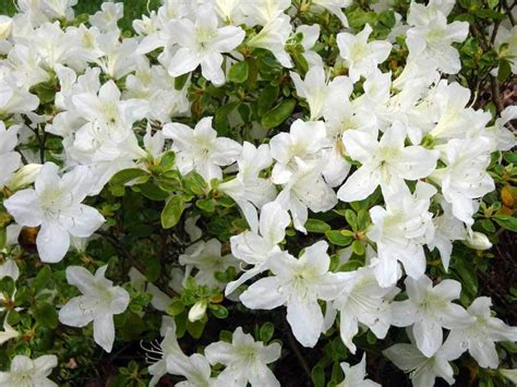 Pianta Di Azalea Japonica Palestrina Vaso Cm Amazon It Giardino