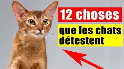 Les Choses Que Les Chats D Testent Le Plus Incroyablement Top