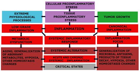 Ijms Free Full Text Atherosclerosis And Inflammation Insights From