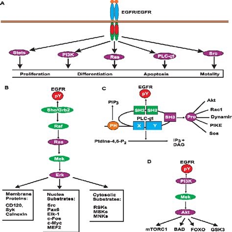 Mutual Regulation Of Receptor Mediated Cell Signalling And Endocytosis